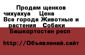 Продам щенков чихуахуа  › Цена ­ 10 000 - Все города Животные и растения » Собаки   . Башкортостан респ.